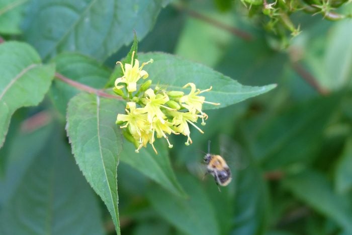 Yellow flowers of the ornamental shrub Diervilla sessilifolia and flying bumblebee