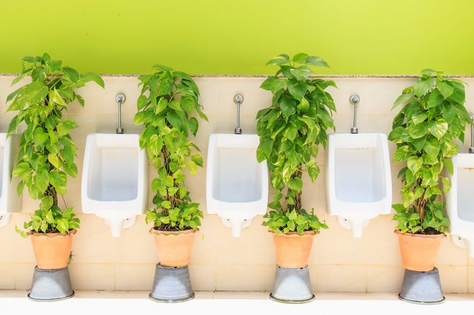 Modern Mens Toilets With Green Plants in a sunny outdoor setting