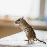 Here’s How to Keep Mice Out of Your Kitchen